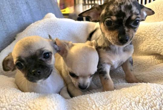 Štenci EKSTRA mini čivave image 2