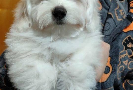 Coton de Tulear image 2