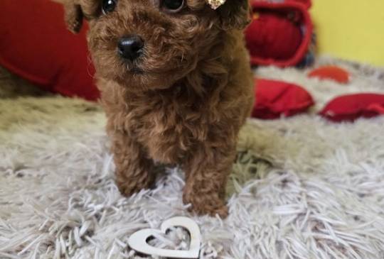 Preslatki štenci CRVENE TOY PUDLE image 2