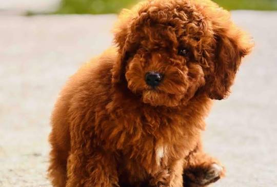 Crvena patuljasta pudla image 2