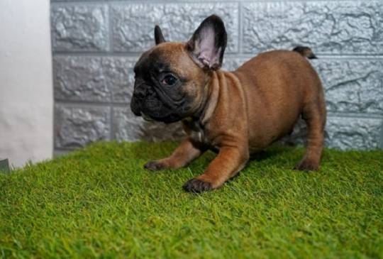 Francuski buldog image 2