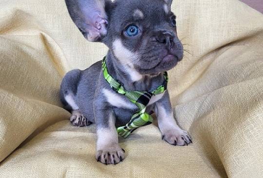 Francuski Bulldog štenci exotik boja image 2