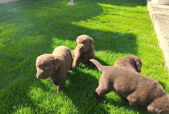 Štenci čokoladnog labradora image 2