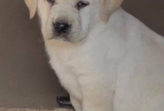 LABRADOR retriver, štenci šampionskog po image 2