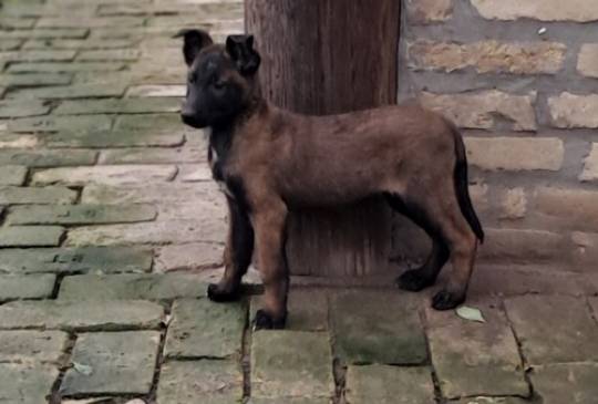 Belgijski ovčar Malinoa image 2