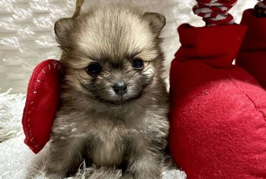 Pomeranac, prelepi štenci image 2