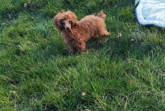 Crvena toy pudla image 2