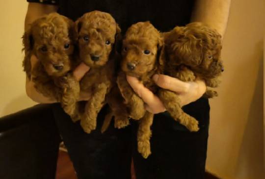 Crvena toy pudla image 2