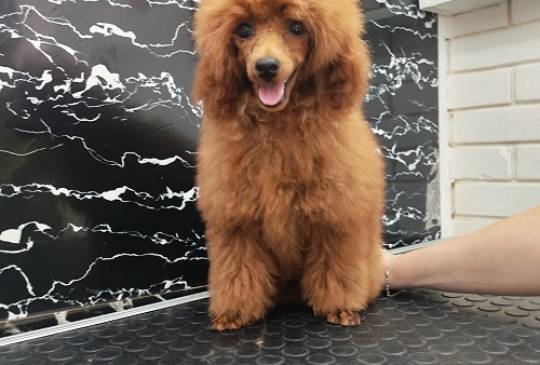 Crvena toy pudla image 2