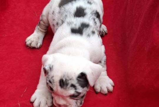 Engleski buldog image 4