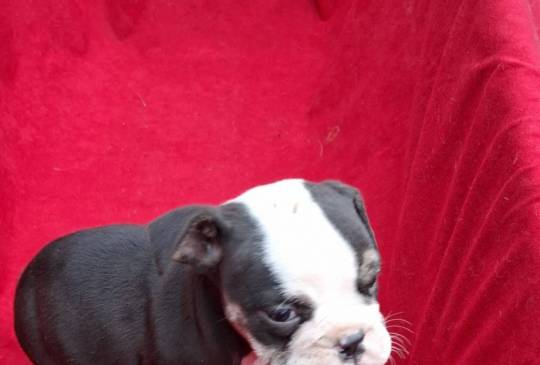 Engleski buldog image 1