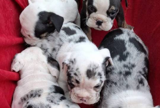 Engleski buldog image 2