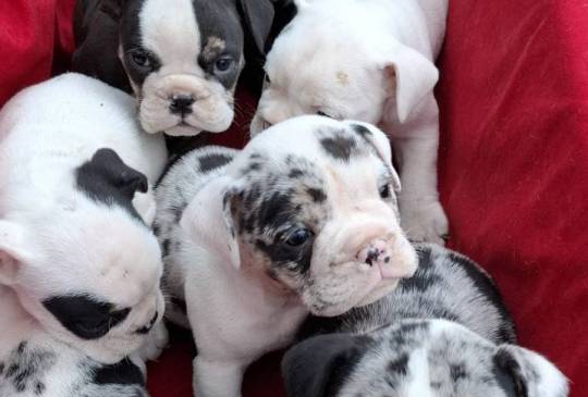 Engleski buldog image 3