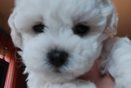 bolonjski pas-bolonjezer