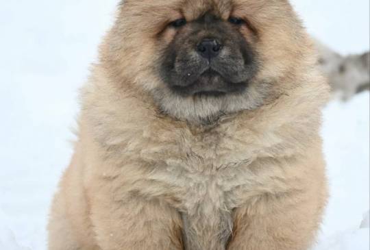 Chow Chow Cau Cau Čau Čau image 2