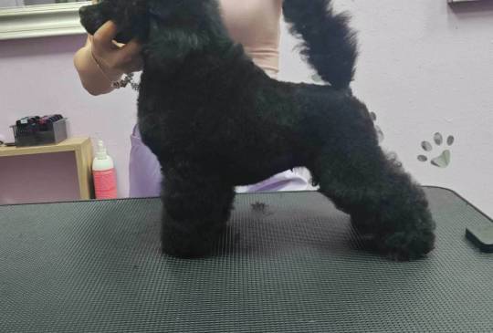 Patuljasta Pudla muško štene image 5