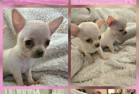 Štenci EKSTRA mini čivave image 2