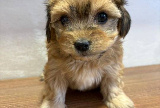 Havanski Bišon prelepi štenci image 3