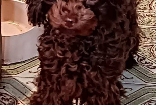 Toj pudle braon, ženke image 2