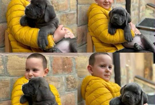 Štenci Cane Corso image 1