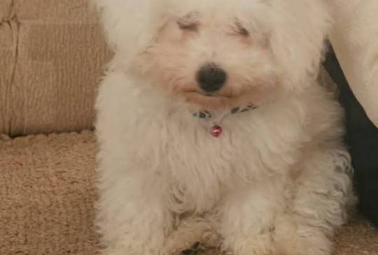 Kovrdžavi bišon (Bichon frise), štenci image 2