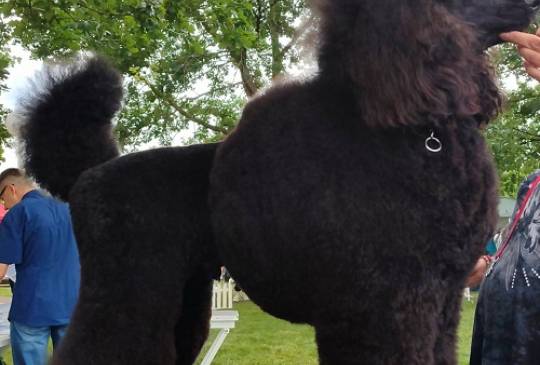 Vrhunsko leglo VELIKIH PUDLI image 2