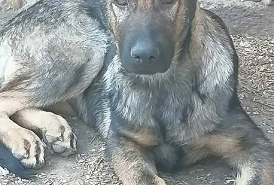 Nemački ovčar štenci image 5