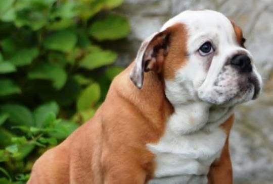 Engleski Buldog image 3