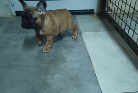 Francuski buldog, štenci image 3