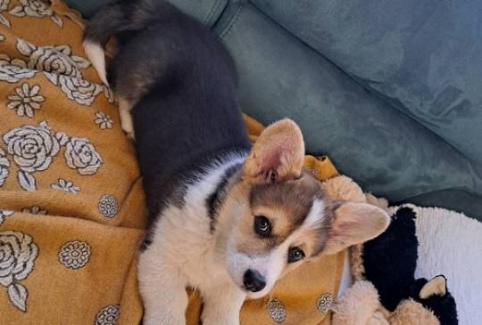 Velški Korgi Pembrok trikolor image 3