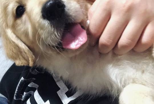 Zlatni retriver 3nnn image 3