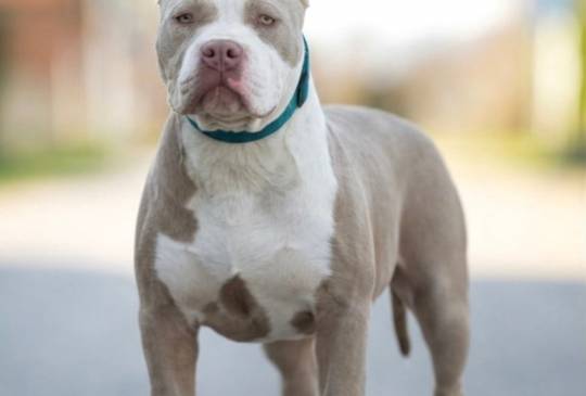 American bully XL / XXL image 3