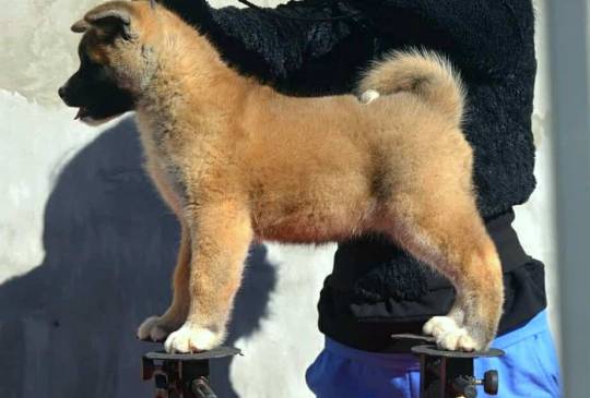 Američka Akita image 3