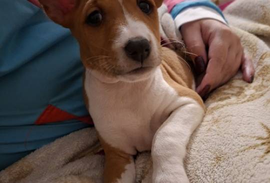 BASENJI štenci image 3