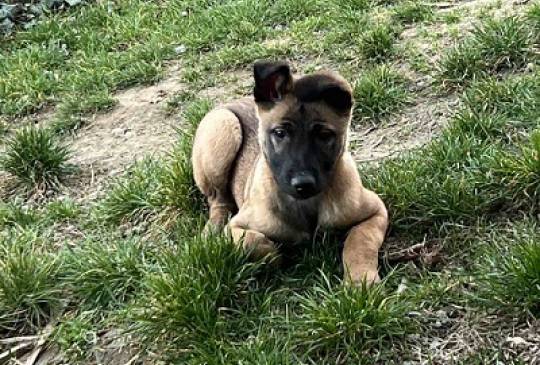 Belgijski Ovčar Malinoa image 3