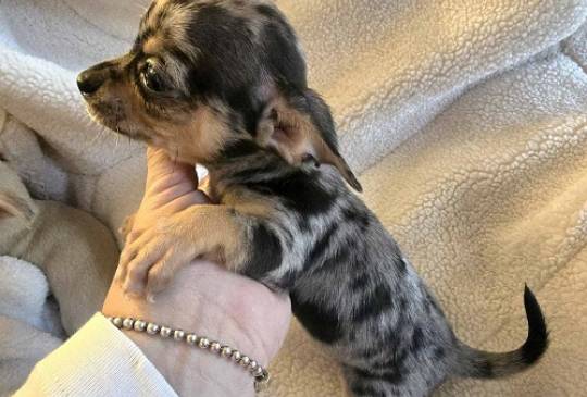 Štenci EKSTRA mini čivave image 3