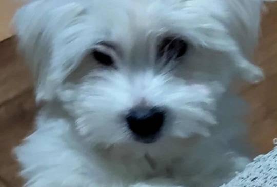 Coton de Tulear image 3