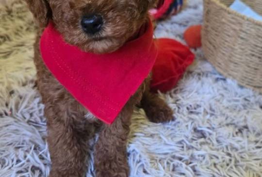 Preslatki štenci CRVENE TOY PUDLE image 3