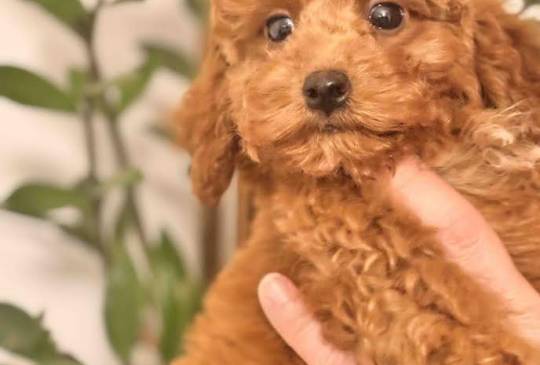 Crvena patuljasta pudla image 3