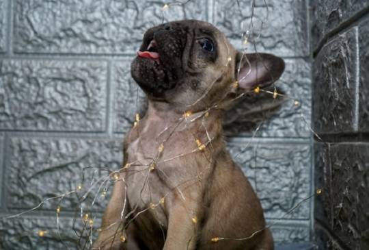 Francuski buldog image 3