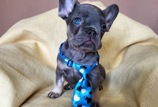 Francuski Bulldog štenci exotik boja image 3