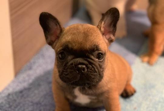 Francuski buldog "Od kuce don" image 3