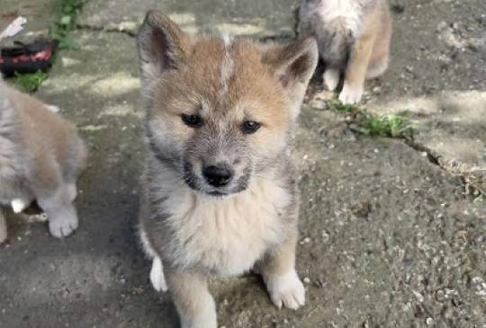 Japanska Akita, štenci image 3