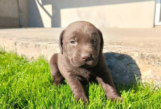 Štenci čokoladnog labradora image 3
