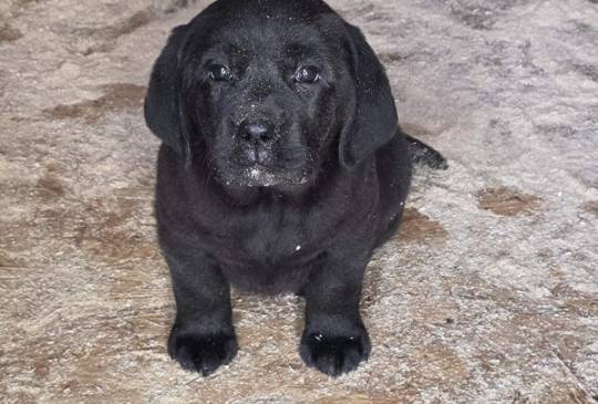LABRADOR retriver, štenci šampionskog po image 3