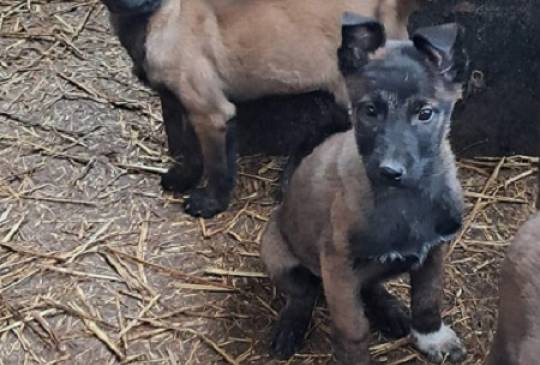 Belgijski ovčar Malinoa image 3