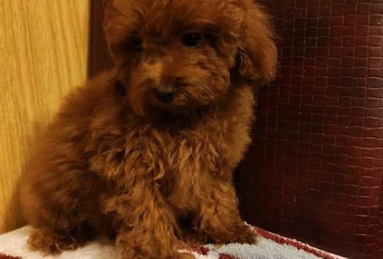 Crvena toy pudla image 3