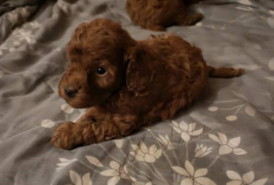 Crvena toy pudla image 3