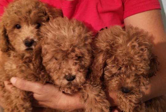 Crvena toy pudla image 3