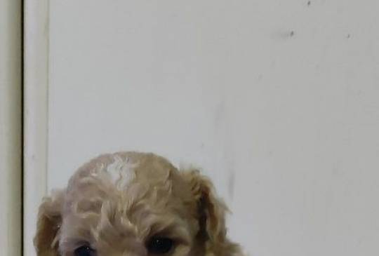 Maltipoo prelepi štenci image 3